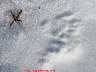 Raccoon tracks in snow (C) Daniel Friedman at InspectApedia.com